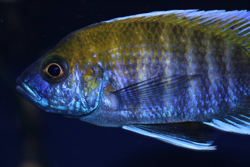 Aulonocara jacobfreibergi 'Makokola Reef'